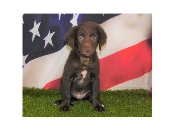 Golden Retriever/Border Collie-DOG-Male-Chocolate-12959-Petland Batavia, Illinois