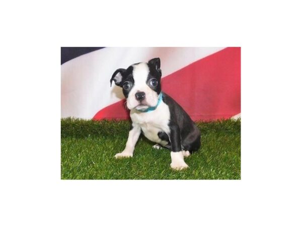 Boston Terrier DOG Female Black / White 12954 Petland Batavia, Illinois