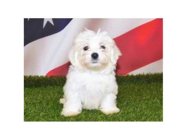 Mal Shi DOG Male White 12961 Petland Batavia, Illinois