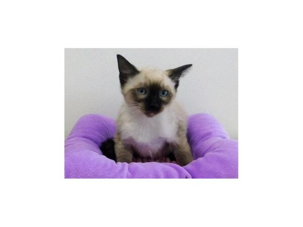 Siamese-CAT-Female-Chocolate Point-12958-Petland Batavia, Illinois