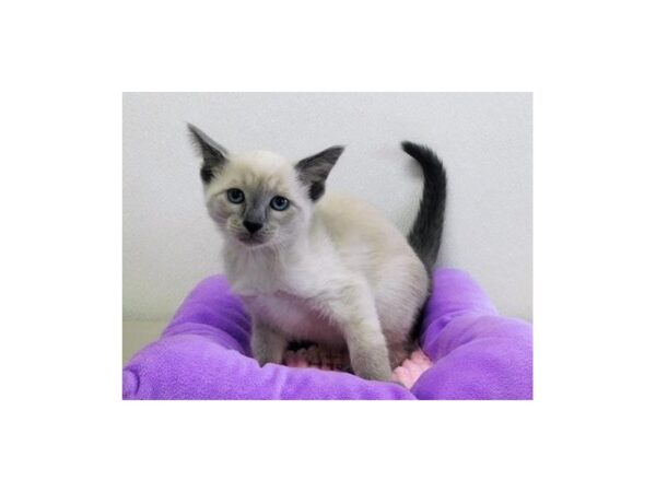 Siamese-CAT-Female-Blue Point-12957-Petland Batavia, Illinois