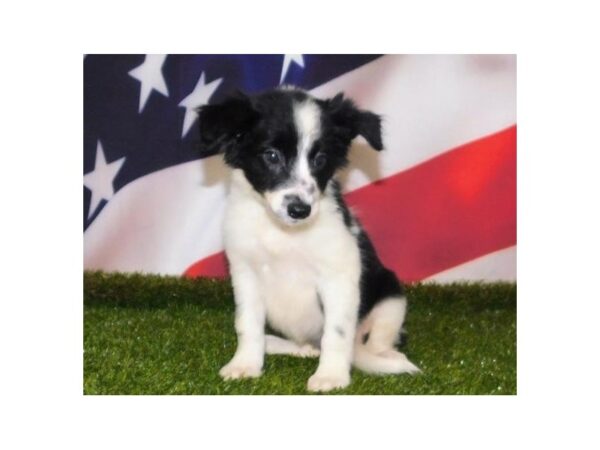 Border Collie-DOG-Female-Black / White-21155-Petland Batavia, Illinois