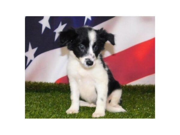 Border Collie DOG Female Black / White 21155 Petland Batavia, Illinois