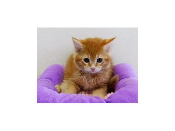 Maine Coon CAT Female Red Classic Tabby 12962 Petland Batavia, Illinois