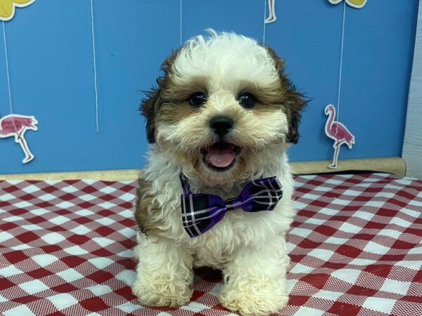 Shih Poo DOG Male White and Brown 21158 Petland Batavia, Illinois