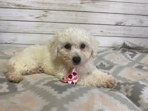 Bichon Frise DOG Male White 21162 Petland Batavia, Illinois