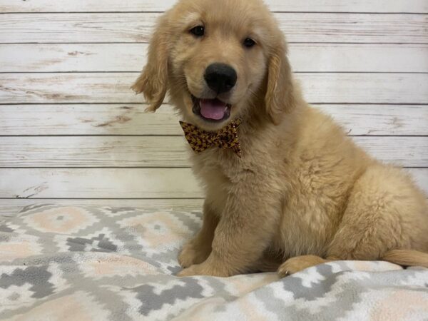 Golden Retriever-DOG-Male-Golden-21164-Petland Batavia, Illinois