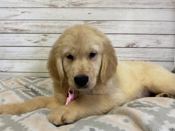 Golden Retriever-DOG-Male-Golden-21163-Petland Batavia, Illinois