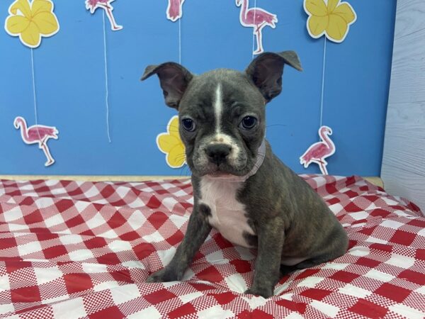 Frenchton DOG Female Blue, White Markings 21204 Petland Batavia, Illinois