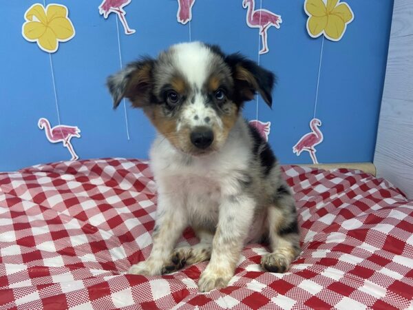 Miniature Australian Shepherd-DOG-Male-Blue Merle-20910-Petland Batavia, Illinois