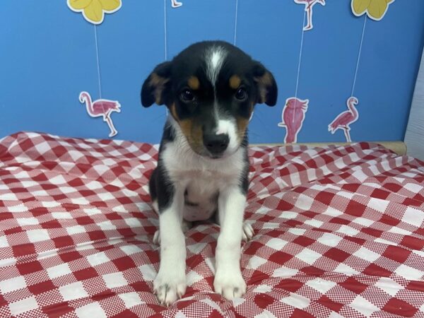 Miniature Australian Shepherd DOG Female Black Tri Colored 20912 Petland Batavia, Illinois