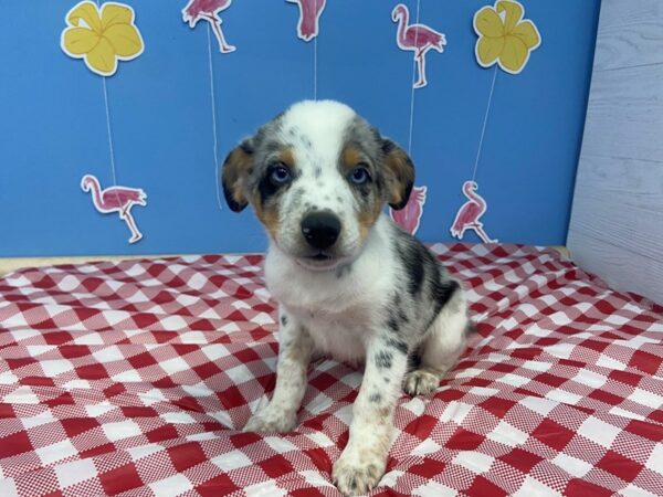 Miniature Australian Shepherd-DOG-Male-Blue Merle-20911-Petland Batavia, Illinois