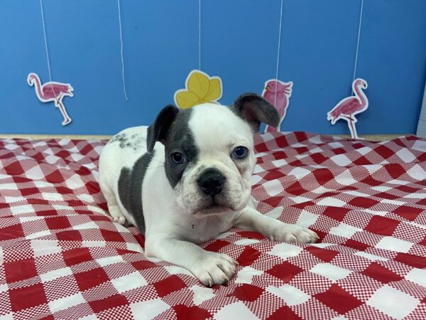 Frenchton DOG Male Blue, White Piebald 21203 Petland Batavia, Illinois