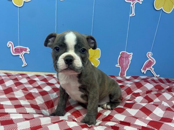 Frenchton-DOG-Male-Blue, White Markings-20907-Petland Batavia, Illinois