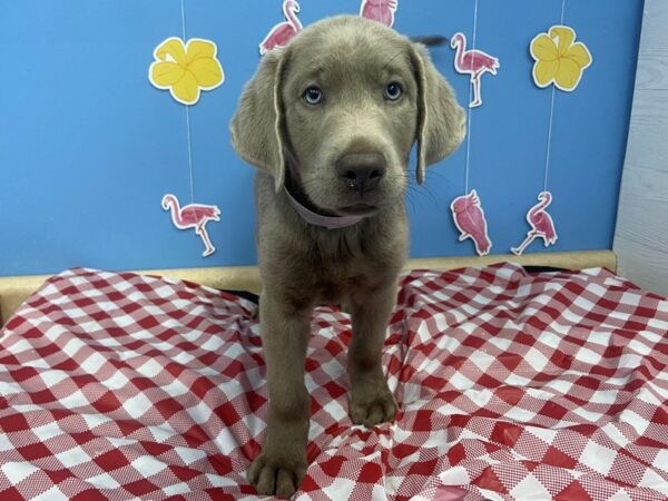 Labrador Retriever DOG Male Silver 20897 Petland Batavia, Illinois