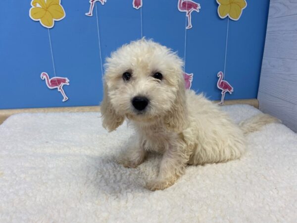 Goldendoodle Mini 2nd Gen-DOG-Female-Cream-20900-Petland Batavia, Illinois