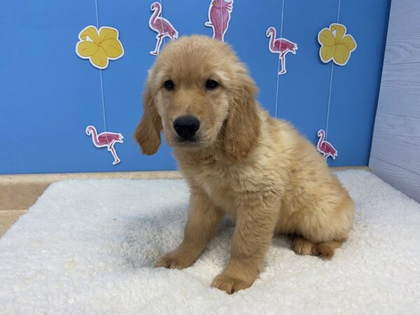 Golden Retriever-DOG-Male-Golden-20903-Petland Batavia, Illinois