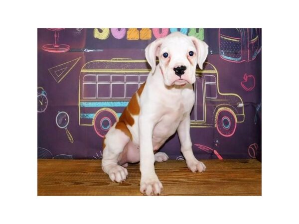 Boxer-DOG-Female-White, Fawn Markings-21165-Petland Batavia, Illinois