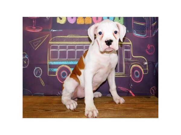 Boxer DOG Female White, Fawn Markings 21165 Petland Batavia, Illinois