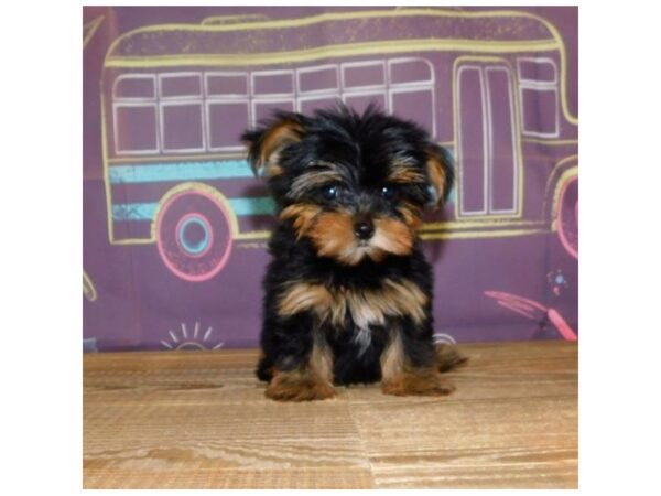 Yorkshire Terrier DOG Female Black / Tan 21167 Petland Batavia, Illinois