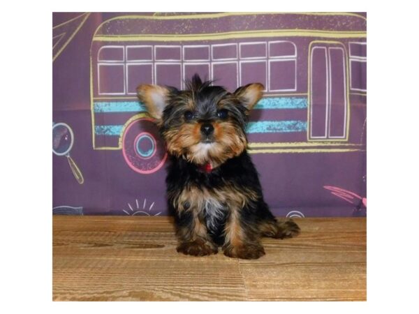 Yorkshire Terrier DOG Female Black / Tan 21168 Petland Batavia, Illinois