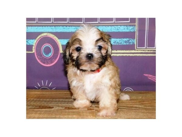 Mal Shi-DOG-Male-Gold-20918-Petland Batavia, Illinois
