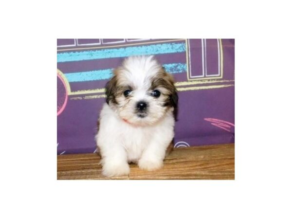 Mal Shi DOG Female Gold / White 20917 Petland Batavia, Illinois