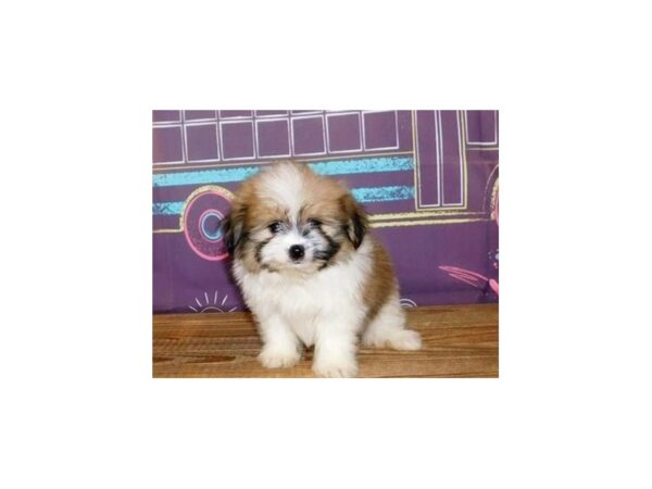 Shih Pom-DOG-Female-Gold / White-20916-Petland Batavia, Illinois