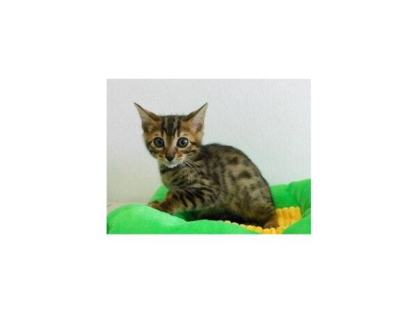 Bengal-CAT-Male-Brown / Black-20913-Petland Batavia, Illinois