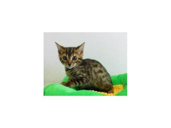 Bengal CAT Male Brown / Black 20913 Petland Batavia, Illinois