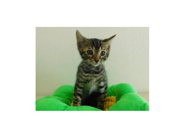 Bengal-CAT-Male-Brown / Black-20914-Petland Batavia, Illinois