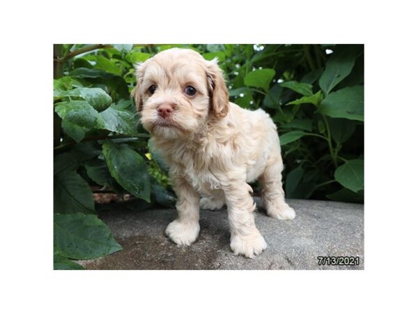 Cock A Poo-DOG-Male-Buff-20922-Petland Batavia, Illinois