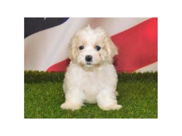 Mal Shi DOG Male White 12965 Petland Batavia, Illinois