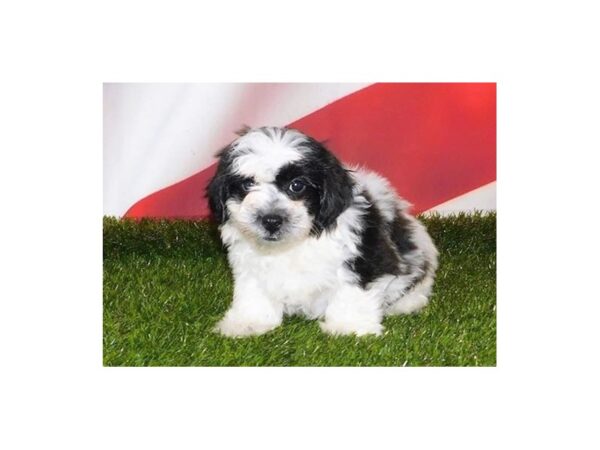 Shih Poo DOG Male White / Black 12964 Petland Batavia, Illinois