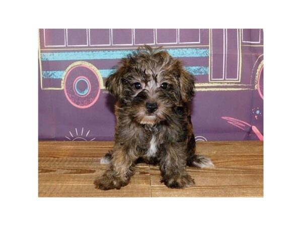 Yorkie Poo DOG Male Sable 20946 Petland Batavia, Illinois