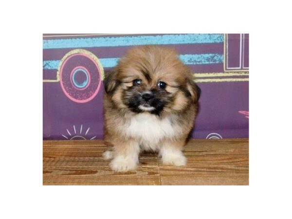 Shih Pom DOG Female Gold / White 21169 Petland Batavia, Illinois