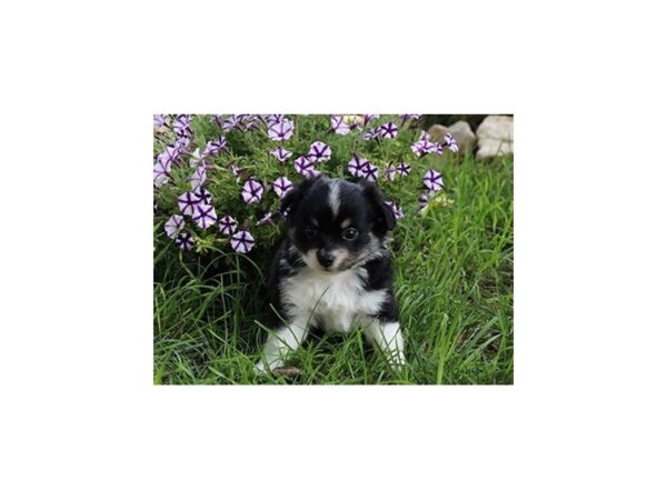 Chihuahua-DOG-Male-Black-20920-Petland Batavia, Illinois