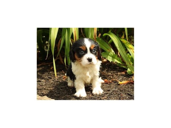 Cavalier King Charles Spaniel DOG Male Black / White 20919 Petland Batavia, Illinois
