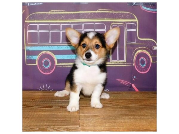 Aussie/Corgi DOG Male Black 20947 Petland Batavia, Illinois