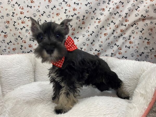 Miniature Schnauzer DOG Male Salt / Pepper 12979 Petland Batavia, Illinois