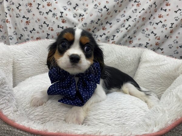 Cavalier King Charles Spaniel-DOG-Male-Black / White-12969-Petland Batavia, Illinois