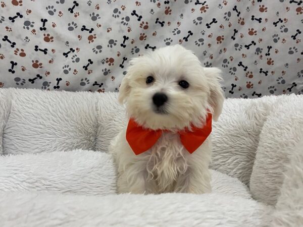 Maltese DOG Male White 12973 Petland Batavia, Illinois