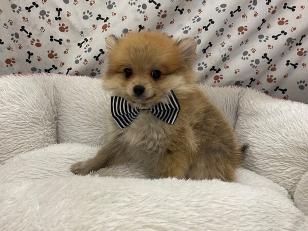 Pomeranian DOG Male Sable 12976 Petland Batavia, Illinois