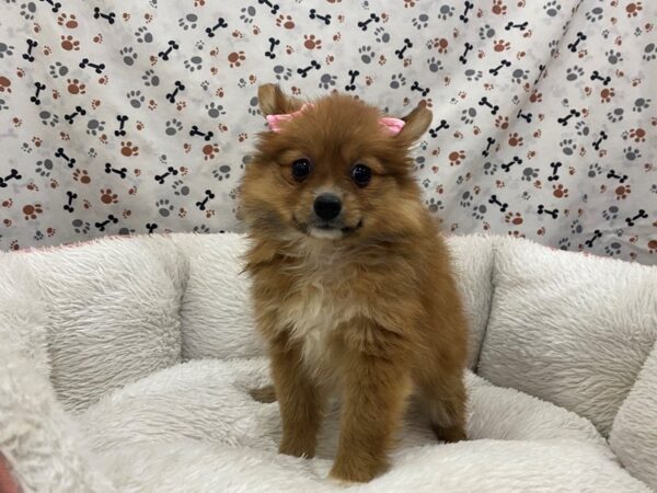 Pomeranian-DOG-Female-Sable-12978-Petland Batavia, Illinois