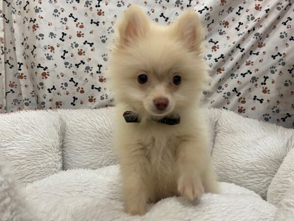 Pomeranian DOG Male Cream 12977 Petland Batavia, Illinois