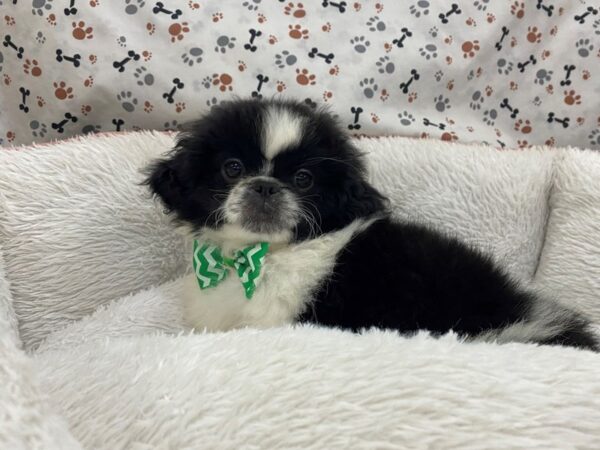 Pekingese DOG Male Black / White 12975 Petland Batavia, Illinois