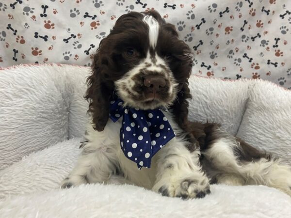 Cocker Spaniel DOG Male Chocolate / White 12970 Petland Batavia, Illinois