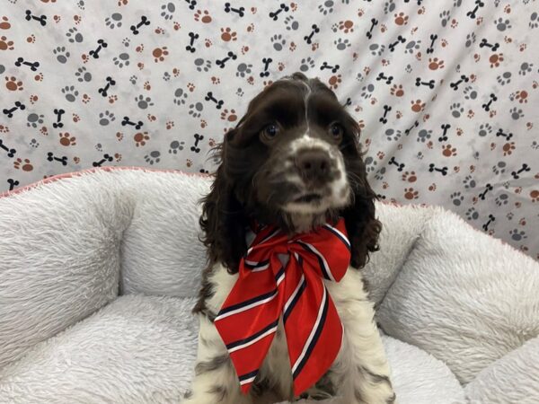 Cocker Spaniel DOG Male Chocolate / White 12971 Petland Batavia, Illinois