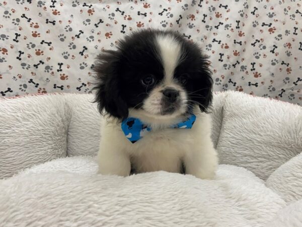 Pekingese DOG Male Black / White 12974 Petland Batavia, Illinois