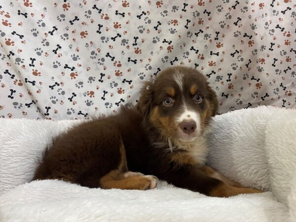 Australian Shepherd DOG Female Red 12967 Petland Batavia, Illinois